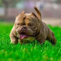 bullymaniaperu