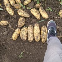 papas.tucumn