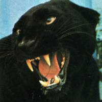 TikTok Account - https://p16-amd-va.tiktokcdn.com/tos-maliva-avt-0068/ac26d0bbf1a73cb7ef0e65c5757cc64d~tplv-tiktokx-cropcenter-q:200:200:q70.jpg