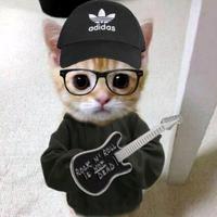 hay mi gatito miau miau