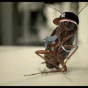 ROACHMEME - original sound - roachmeme868