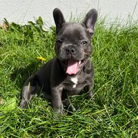 TikTok Account Photo