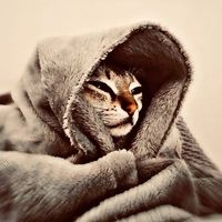 TikTok Account - https://p16-amd-va.tiktokcdn.com/tos-maliva-avt-0068/b2a22d9291b3d31c66775b8252d0b387~tplv-tiktokx-cropcenter:200:200.jpeg