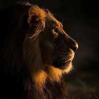 TikTok Account - https://p16-amd-va.tiktokcdn.com/tos-maliva-avt-0068/b4a9693e9d74f7bfb1aca8d15c594a7a~tplv-tiktokx-cropcenter:200:200.jpeg