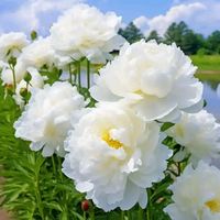 TikTok Account - https://p16-amd-va.tiktokcdn.com/tos-maliva-avt-0068/b54015f455abb61207cc3da176b31653~tplv-tiktokx-cropcenter:200:200.jpeg