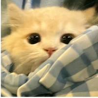 daya_1840