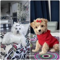 original sound - mariemivi1910