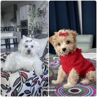 TikTok Account - https://p16-amd-va.tiktokcdn.com/tos-maliva-avt-0068/b97a959889211ac526c9919cb68ba543~tplv-tiktokx-cropcenter:200:200.jpeg