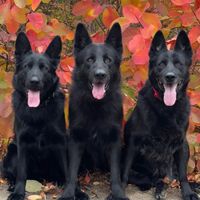 germanshepherd_odessa