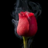 TikTok Account - https://p16-amd-va.tiktokcdn.com/tos-maliva-avt-0068/bbad55f4b20d3f85b9be50cf29192572~tplv-tiktokx-cropcenter:200:200.jpeg