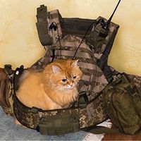 TikTok Account - https://p16-amd-va.tiktokcdn.com/tos-maliva-avt-0068/bc12118328a9f5932fbe6c98473c108e~tplv-tiktokx-cropcenter:200:200.jpeg