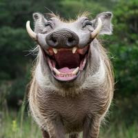 original sound - luca_ponera