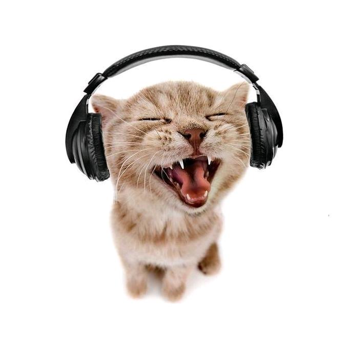 Кот в наушниках мем