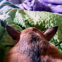 original sound - orhideych