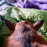 TikTok Account - https://p16-amd-va.tiktokcdn.com/tos-maliva-avt-0068/bf2c76c15aa4d6222dfae886b06e99da~tplv-tiktokx-cropcenter:200:200.jpeg