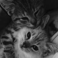 TikTok Account - https://p16-amd-va.tiktokcdn.com/tos-maliva-avt-0068/c1fae11a2a2756fc85e57067bd5b6dc1~tplv-tiktokx-cropcenter-q:200:200:q70.jpg