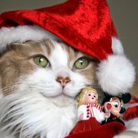 TikTok Account - https://p16-amd-va.tiktokcdn.com/tos-maliva-avt-0068/c5e2a73a94f6af9697505282d4540655~tplv-tiktokx-cropcenter:200:200.jpeg