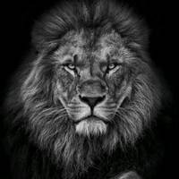TikTok Account Photo