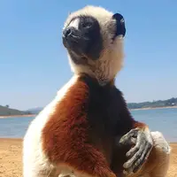TikTok Account Photo