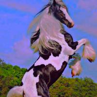 amor_de_cavalo_48