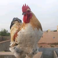 TikTok Account - https://p16-amd-va.tiktokcdn.com/tos-maliva-avt-0068/cc3cbd6a3987136ac863387825221b3e~tplv-tiktokx-cropcenter-q:200:200:q70.jpg
