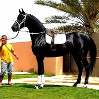 khaled.alosta