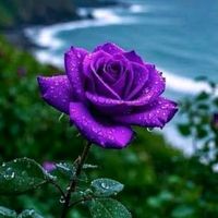 TikTok Account - https://p16-amd-va.tiktokcdn.com/tos-maliva-avt-0068/cf63423100ebdb486e0ecac8daab7748~tplv-tiktokx-cropcenter:200:200.jpeg