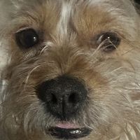 TikTok Account - https://p16-amd-va.tiktokcdn.com/tos-maliva-avt-0068/cff296a6697911af17a8e09465b33b07~tplv-tiktokx-cropcenter:200:200.jpeg