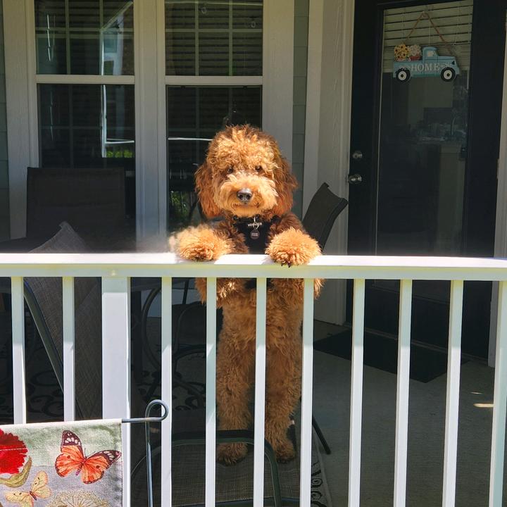 dexterwallendoodle