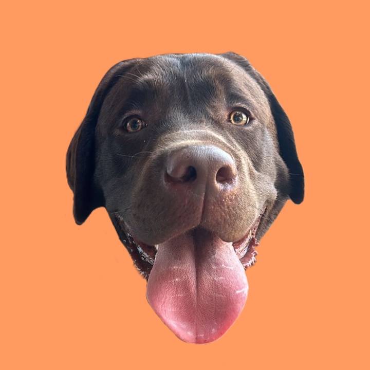 the.lab.woody