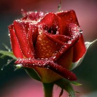 TikTok Account - https://p16-amd-va.tiktokcdn.com/tos-maliva-avt-0068/d6d00b10d4b06d16a9c5b237bb9f46b1~tplv-tiktokx-cropcenter:200:200.jpeg