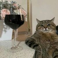 TikTok Account - https://p16-amd-va.tiktokcdn.com/tos-maliva-avt-0068/d80402ba00d57b1c56f26c7a40d7ae58~tplv-tiktokx-cropcenter:200:200.jpeg