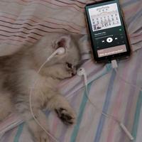 оригинальный звук