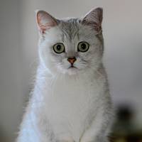 TikTok Account - https://p16-amd-va.tiktokcdn.com/tos-maliva-avt-0068/db3264fda3764e2f3bf9f48b6af59577~tplv-tiktokx-cropcenter-q:200:200:q70.jpg