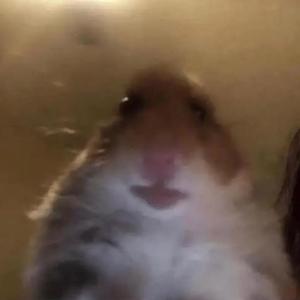 Hasuemma Hamster Cult Tiktok Profile