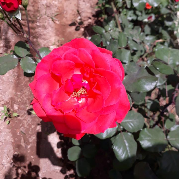 zalimsinhayatt3131h1