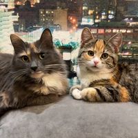 TikTok Account - https://p16-amd-va.tiktokcdn.com/tos-maliva-avt-0068/dfb3011f043a9a708eed15f154efa543~tplv-tiktokx-cropcenter:200:200.jpeg