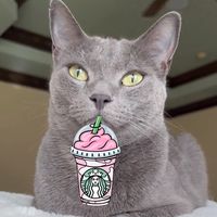 5.catpuccinos