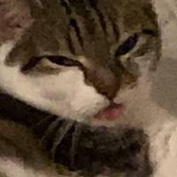 TikTok Account Photo