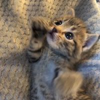 TikTok Account - https://p16-amd-va.tiktokcdn.com/tos-maliva-avt-0068/e4021c5fbcf5985710342b7ee1ce2264~tplv-tiktokx-cropcenter:200:200.jpeg