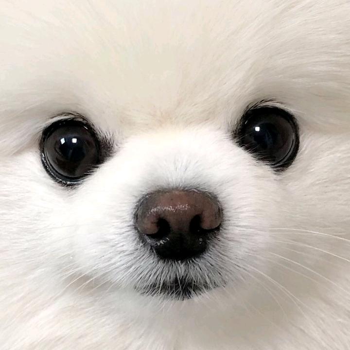 @flamingofancygiky