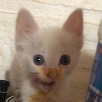 TikTok Account Photo