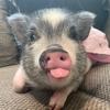 _willow_the_pig_