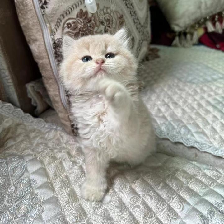 waggingtales2