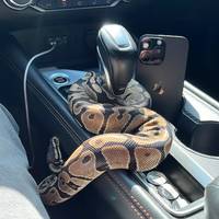 TikTok Account - https://p16-amd-va.tiktokcdn.com/tos-maliva-avt-0068/ed9ad9c8d2a06a798879ea287769a09f~tplv-tiktokx-cropcenter-q:200:200:q70.jpg