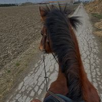 ysee.et.ses.chevaux
