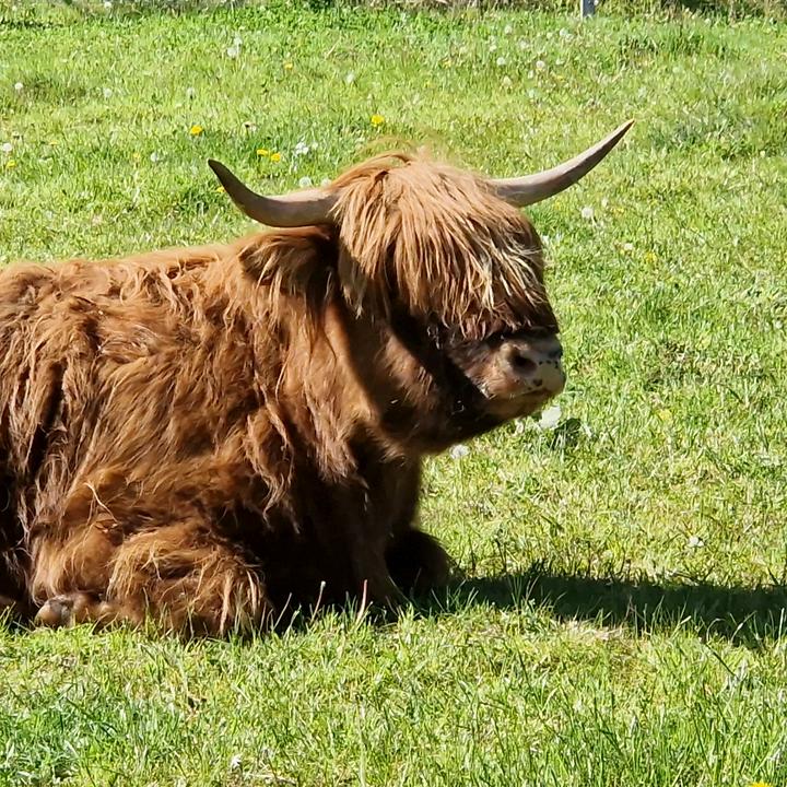 inversnecky