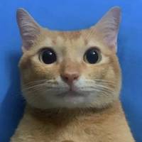 TikTok Account - cateatcabbage2006