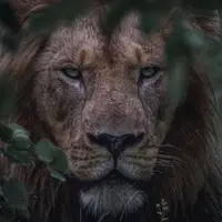 lucci_131