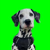 TikTok Account - https://p16-amd-va.tiktokcdn.com/tos-maliva-avt-0068/f4dc70b63d1ba4b695851d8d3cb7fd5d~tplv-tiktokx-cropcenter:200:200.jpeg